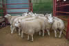 Champion and First Prize Beltex